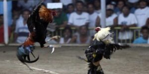 Đá Gà Cựa Tròn - Quy Trình Thi Đấu Đúng Chuẩn Châu Á