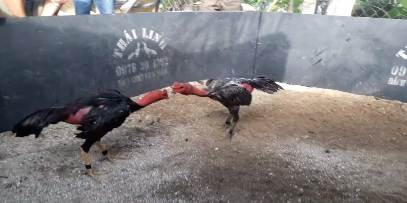 Đấu gà nòi được yêu thích nhất