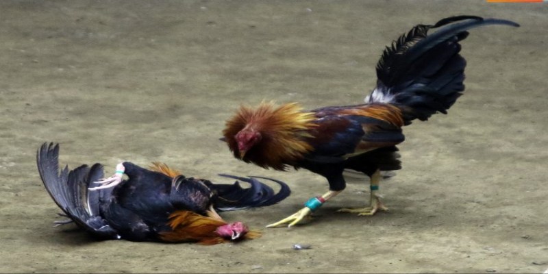 Khái quát về đá gà cựa sắt