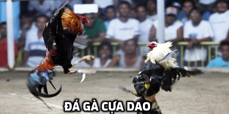 Những thể loại đá gà hấp dẫn